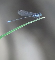 Argia pulla