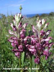 Anacamptis coriophora