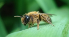 Andrena nigroaenea