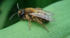 Andrena nigroaenea