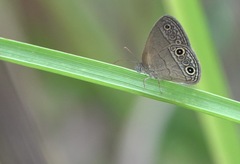 Hermeuptychia sosybius