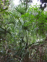Livistona decora