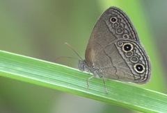 Hermeuptychia sosybius