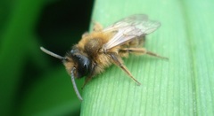 Andrena nigroaenea