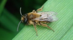 Andrena nigroaenea
