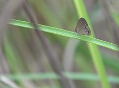 Hermeuptychia sosybius