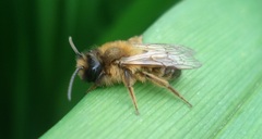 Andrena nigroaenea