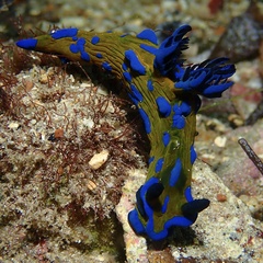 Tambja verconis
