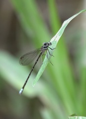 Argia pulla