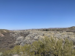 Parkinsonia microphylla
