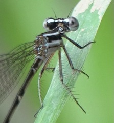 Argia pulla