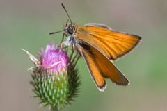 Thymelicus sylvestris