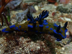 Tambja verconis
