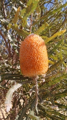 Banksia prionotes
