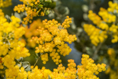 Acacia podalyriifolia