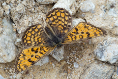 Melitaea phoebe