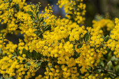 Acacia podalyriifolia
