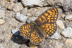 Melitaea athalia