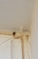 Eriopis connexa