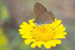 Satyrium acaciae