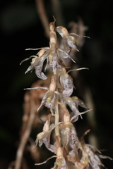 Epipogium roseum