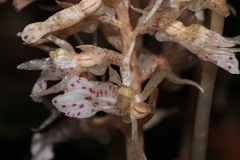 Epipogium roseum