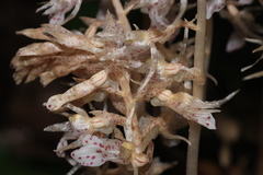 Epipogium roseum