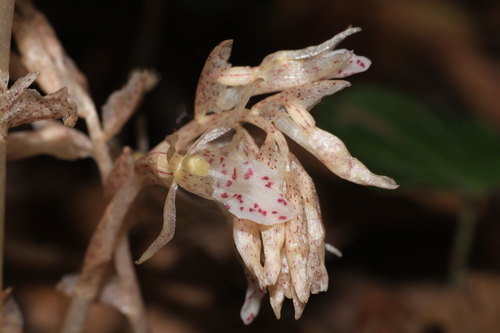 Image of Epipogium roseum by (c) madhavan a.p, some rights reserved (CC BY)