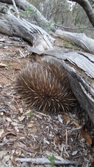 Tachyglossus aculeatus acanthion