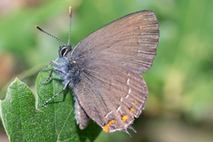 Satyrium ilicis