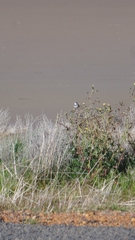 Epthianura albifrons