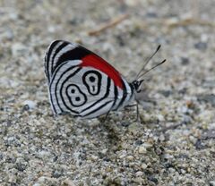 Diaethria clymena bourcieri