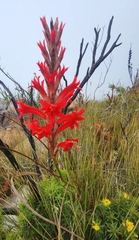 Tritoniopsis triticea