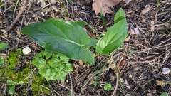 Arum italicum