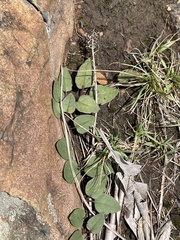 Brachystelma swazicum