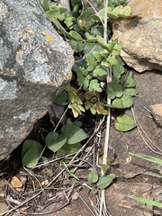 Brachystelma swazicum