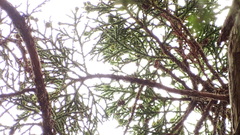 Athrotaxis selaginoides