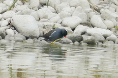 Gallinula chloropus chloropus
