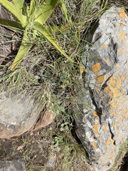 Brachystelma swazicum