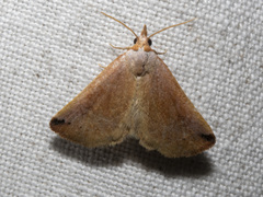 Mataeomera ligata