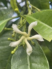 Tabernaemontana ventricosa