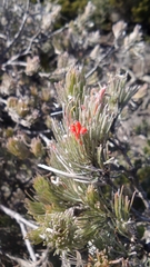 Adenanthos sericeus