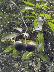 Tabernaemontana ventricosa