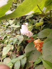 Dombeya