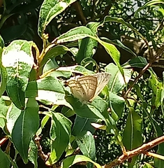 Hypolycaena philippus