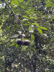 Tabernaemontana ventricosa