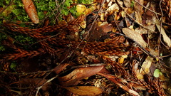 Athrotaxis selaginoides