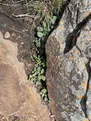 Brachystelma swazicum