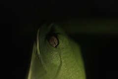 Rhacophorus pseudomalabaricus