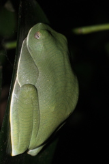 Rhacophorus pseudomalabaricus